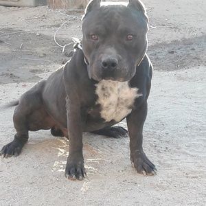 Meet your Posher, Luther